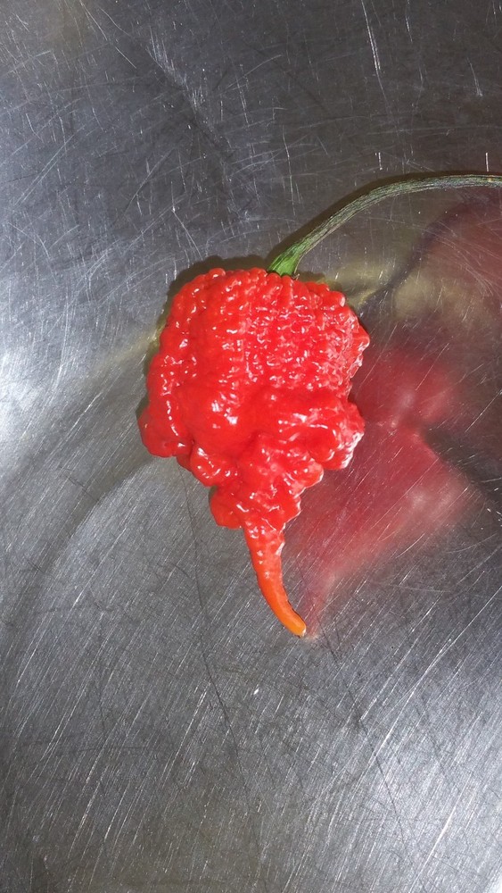 LETHAL SRIRACHA Beef Jerky 1oz. Our HOTTEST beef jerky yet. Purposefully HOT!!!