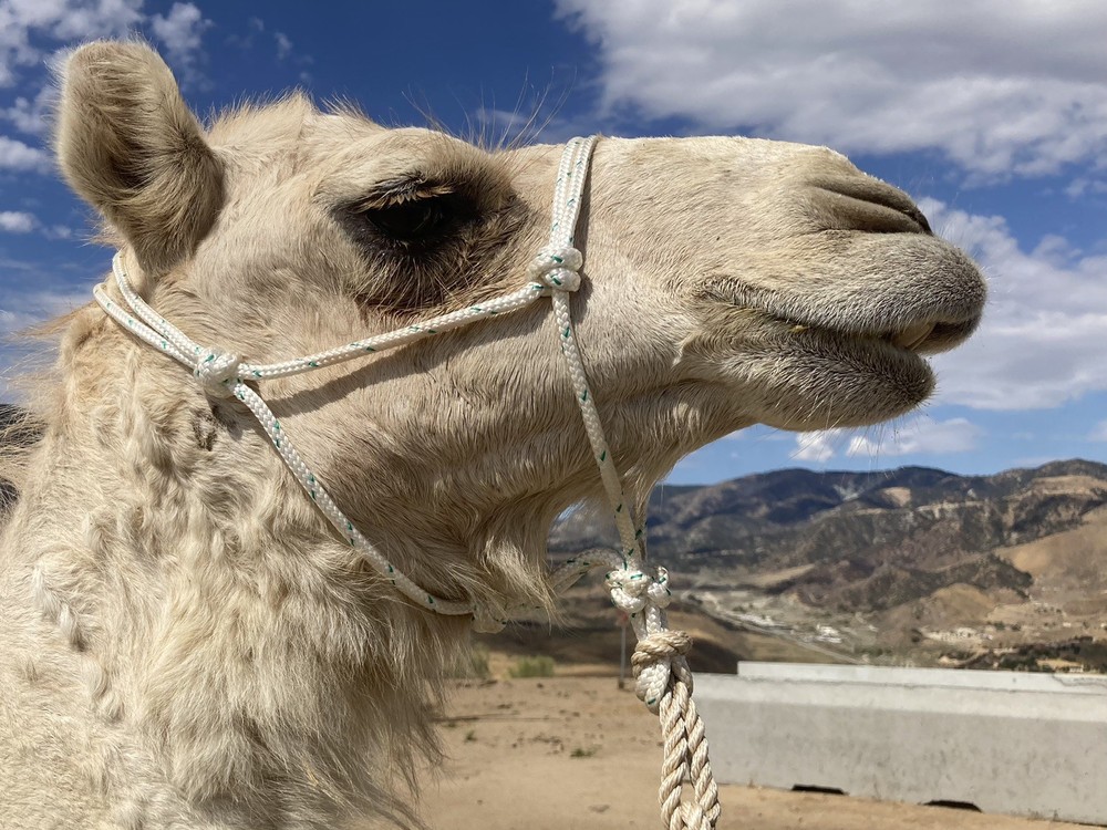 Camel Rope Halter, size small (1-2yo) Camel🐪, Strong Rope