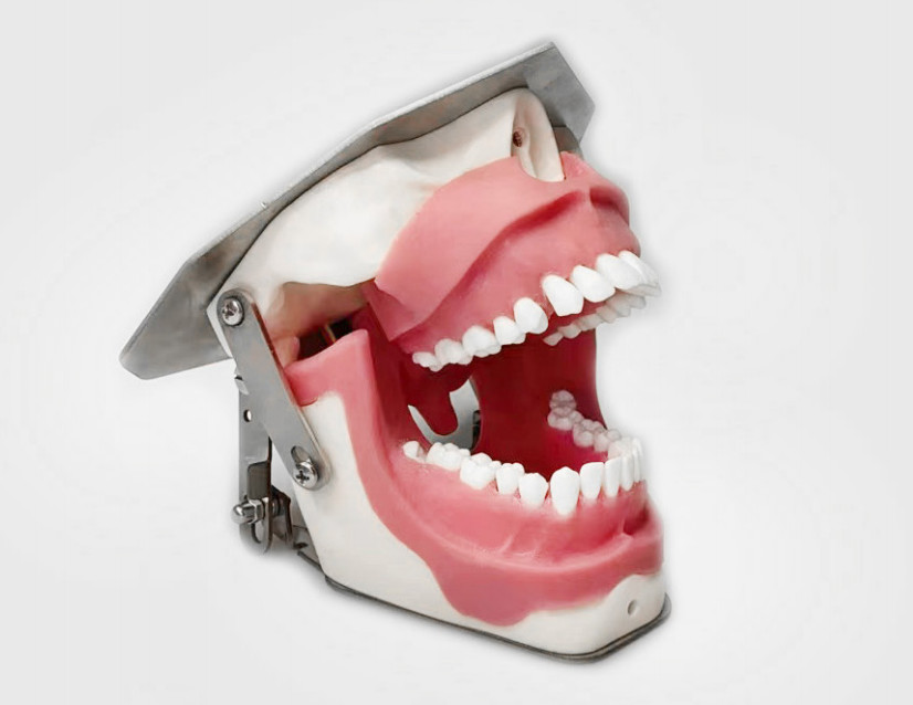 Dental Anesthesia Tooth Extraction/Removal Practice Model Dentist Training New