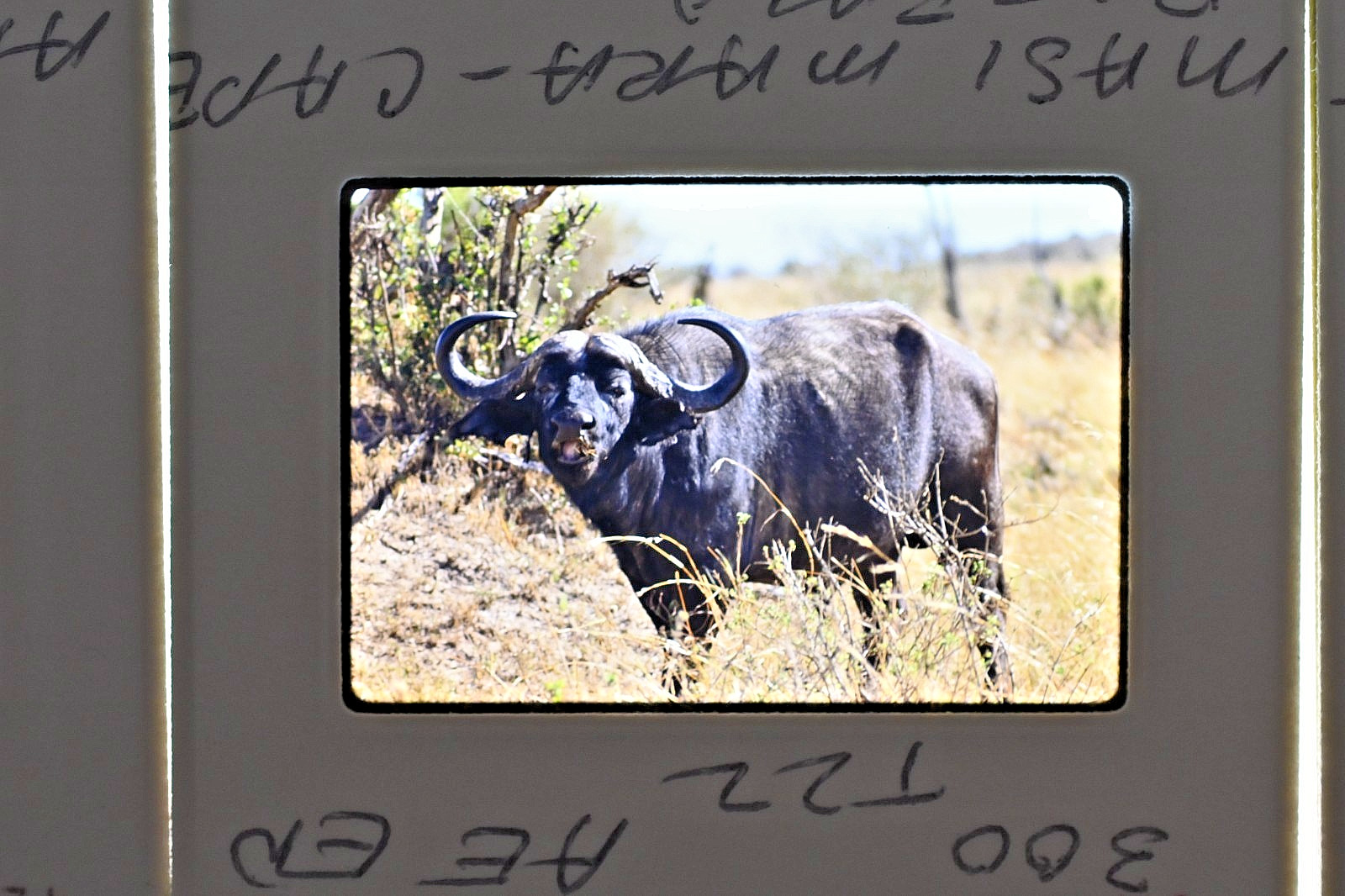Vintage 1986 Kenya Safari Slides 120 Lot Wildlife Tribal Photo