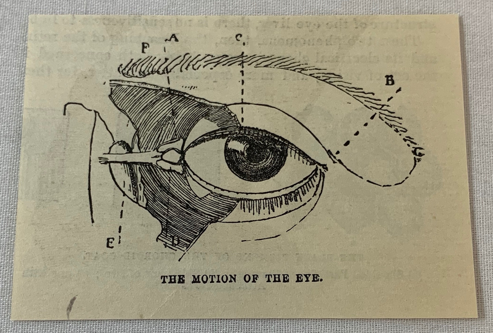 1880 small magazine engraving ~ THE MOTION OF THE EYE diagram