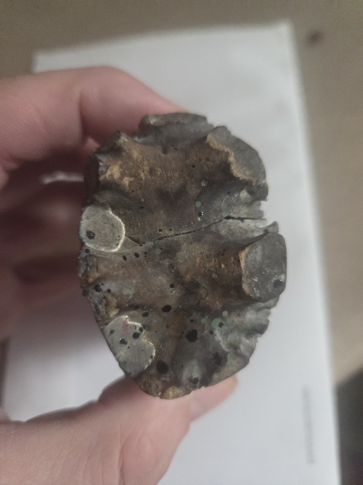 Large Baculite Fossil