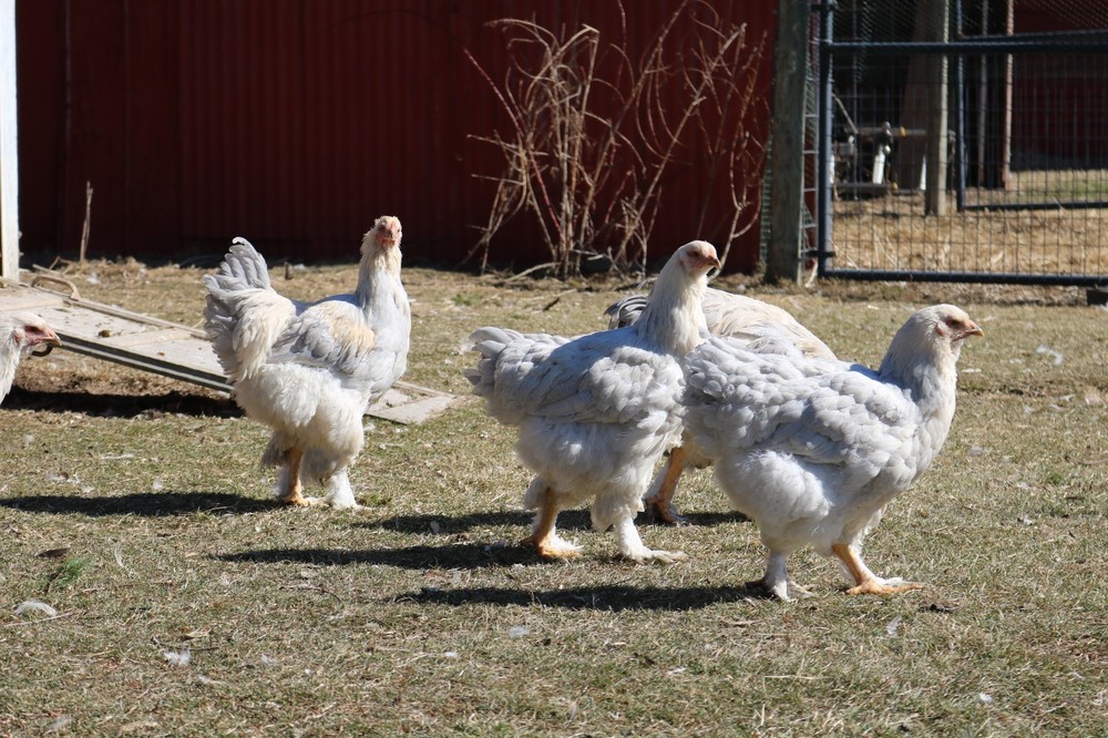 6+ Isabel Large Breed Brahma Hatching Eggs