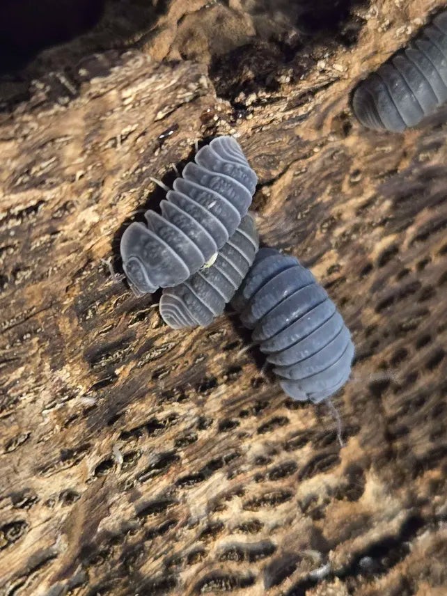Armadillo tuberculatus