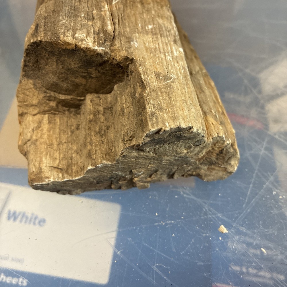 petrified wood rough