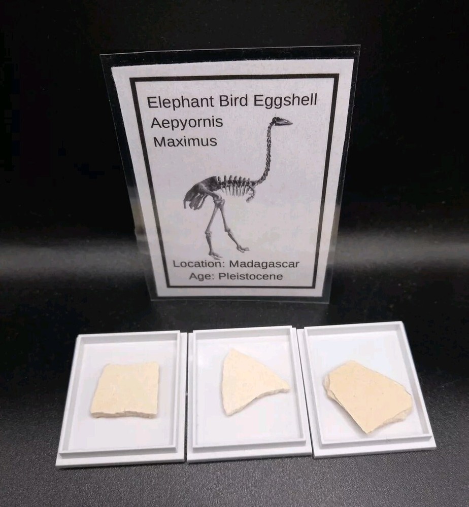 Fossil Elephant Bird Eggshell~Aepyornis~Madagascar Display Case