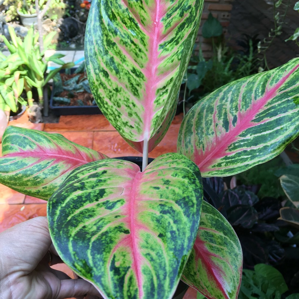 AGLAONEMA MOON LIGHT