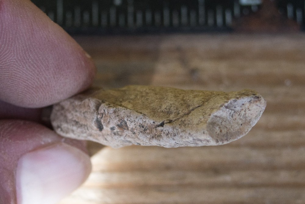 NE Oklahoma Fossil