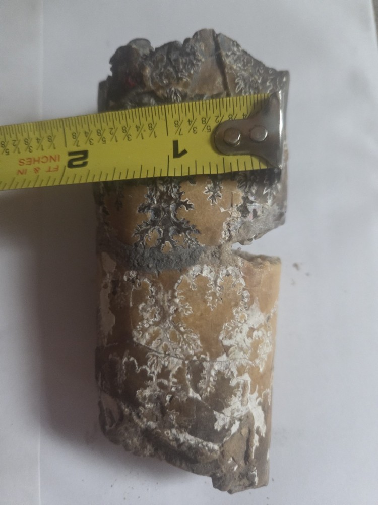 Large Baculite Fossil