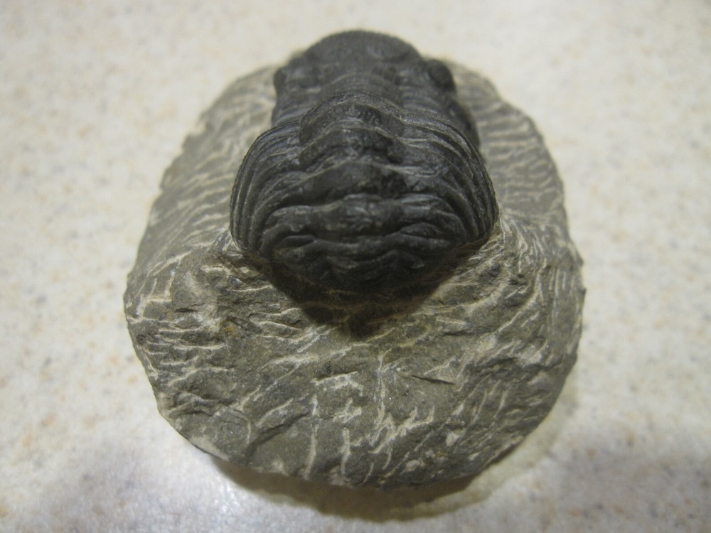 COMPLETE PHACOPS-SUPERB DEVONIAN TRILOBITE