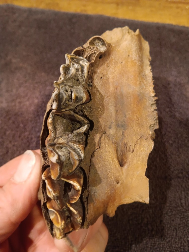 Bison upper jaw skull piece with teeth