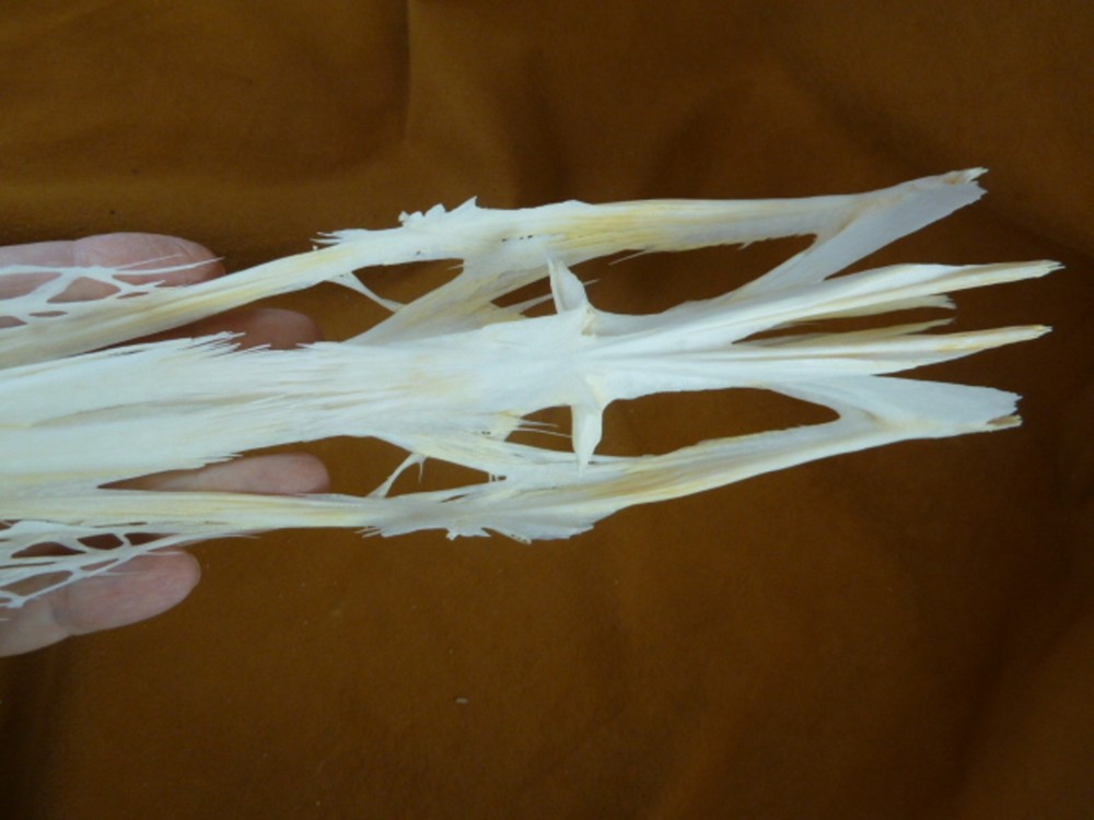 W3-p) 20" Paddlefish skeleton head bill Polyodon spathula spoonbill paddle fish