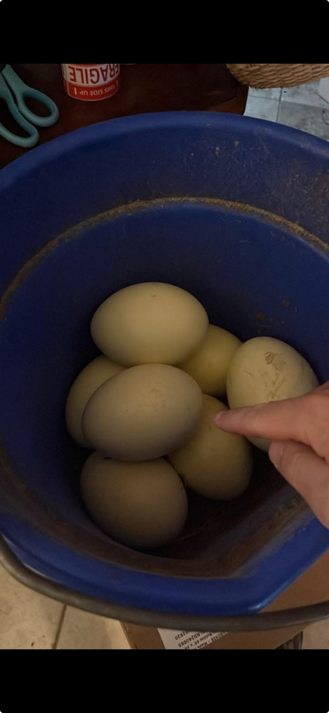 2 Rhea Eggs for Hatching