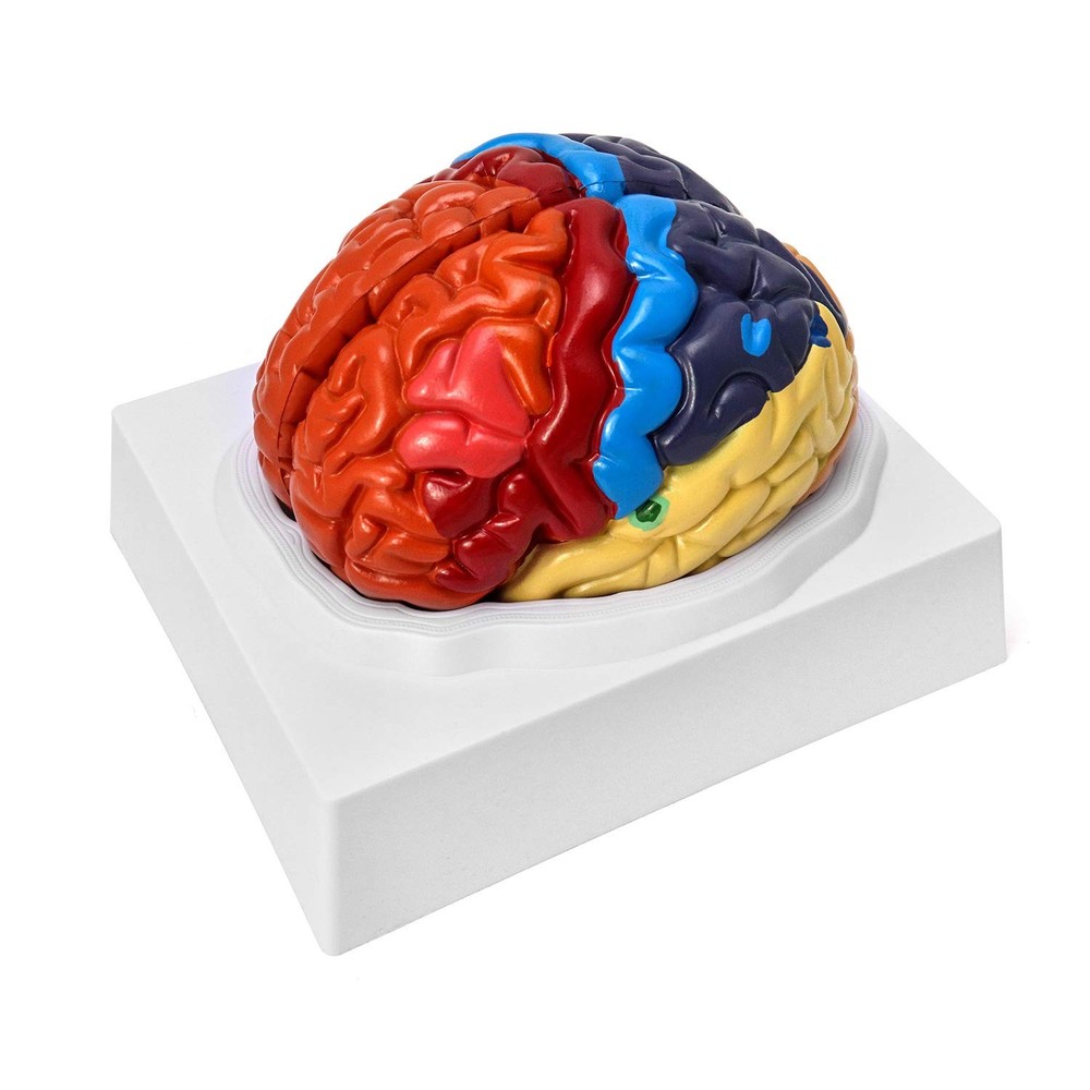 QWORK Life-Size Human Brain Anatomical Model, Multicoloured