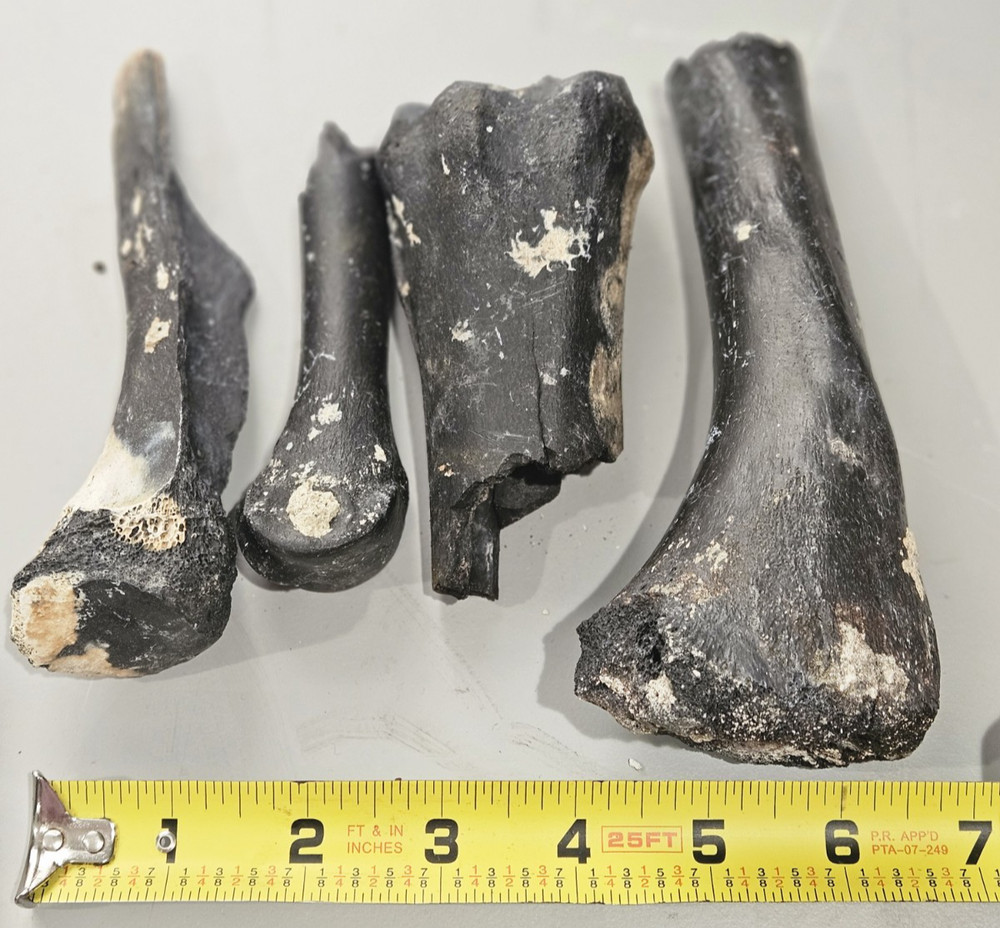 FLORIDA ICE AGED FOSSILIZED BONE FRAGMENTS