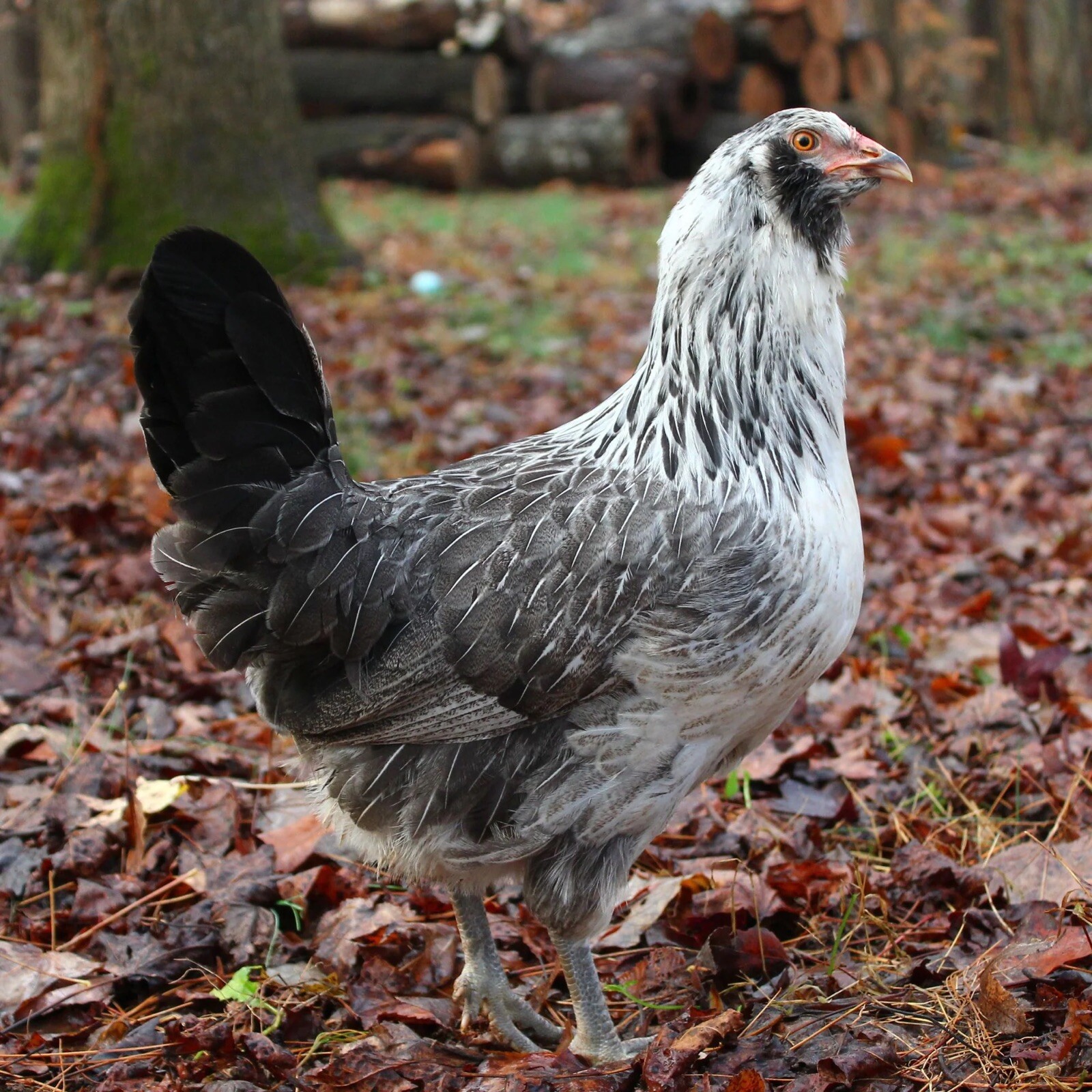 20+ Rare Breed Chicken Hatching Eggs Orpington, Wyandotte, Brahma, Faverolles