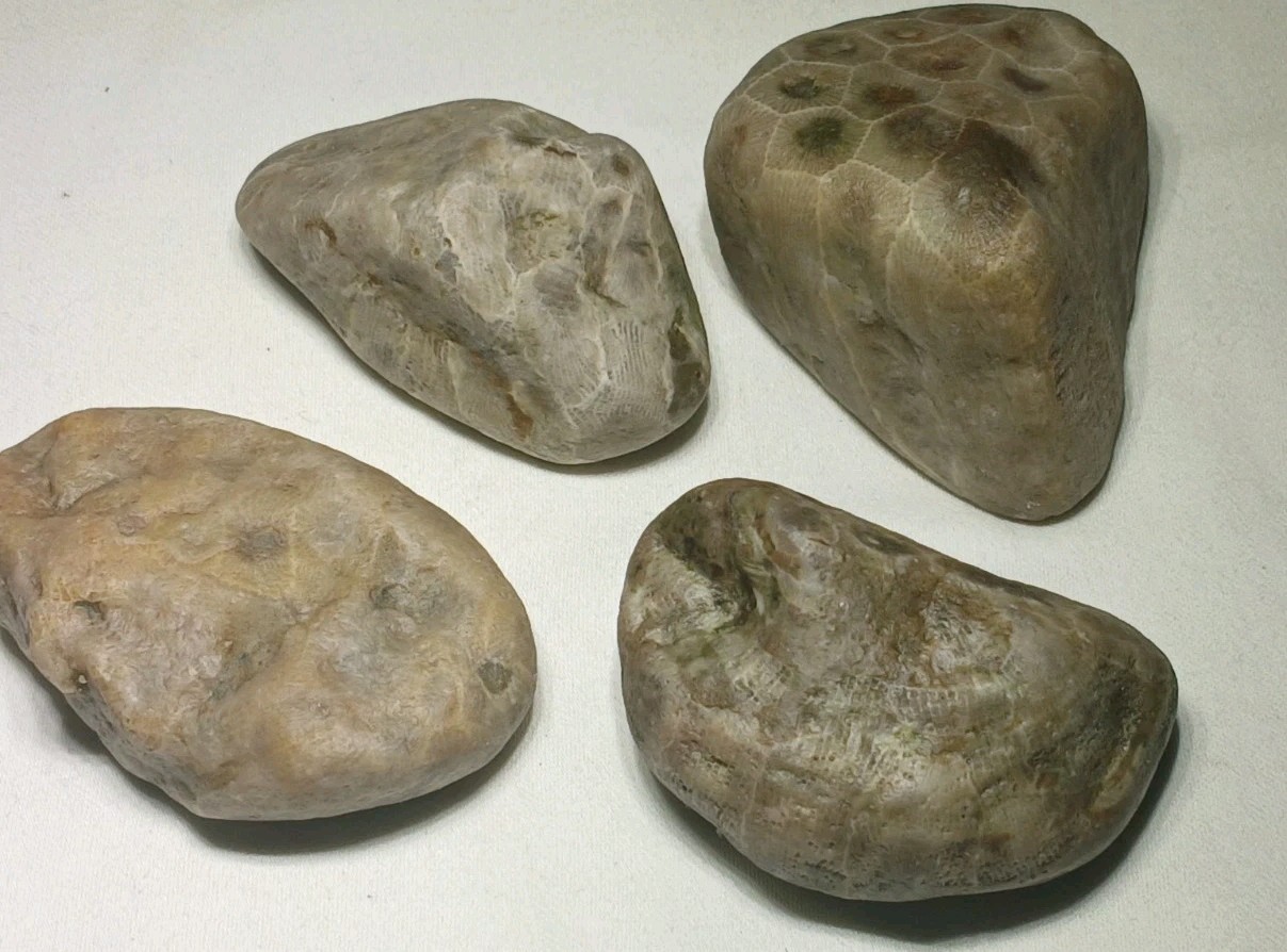 Natural Michigan Petoskey Stones • 4pc Unploshed • Great Lakes Fossil Coral