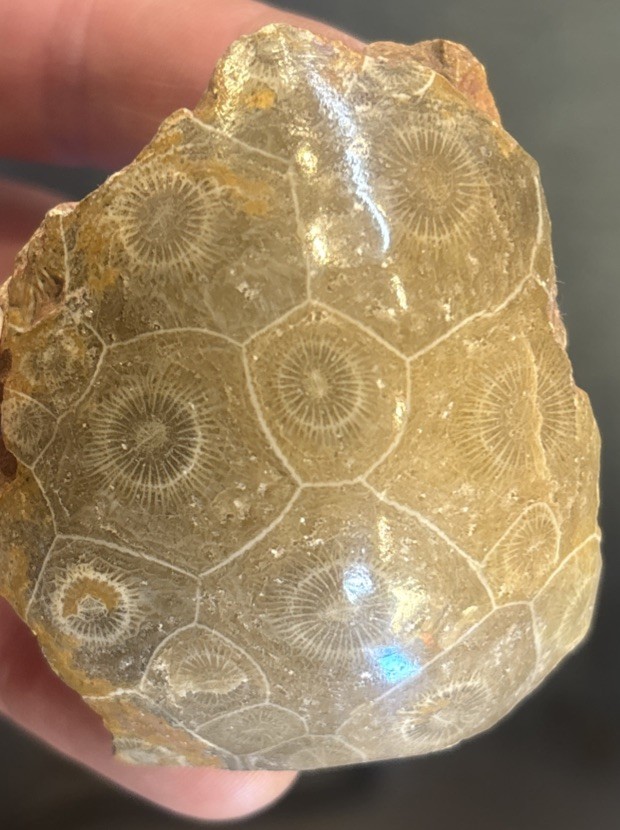 Petrified Coral End Polished