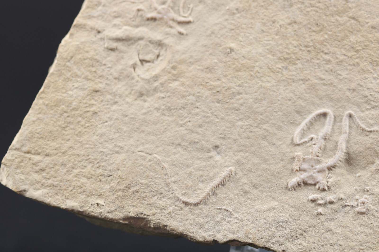 2 Jurassic Brittle Star Fossils Solnhofen Germany COA 5616