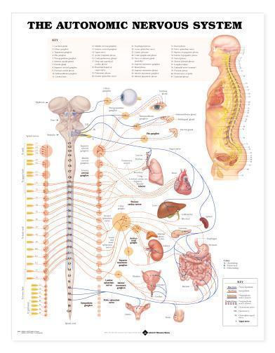 Autonomic Nervous System Chart/Charts/Model