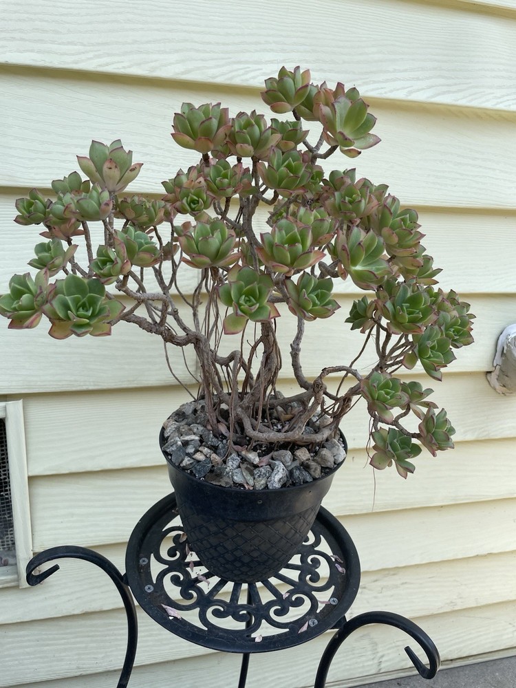 Bonsai Tree Aeonium Haworthia Tree Ship With Bare Rooted