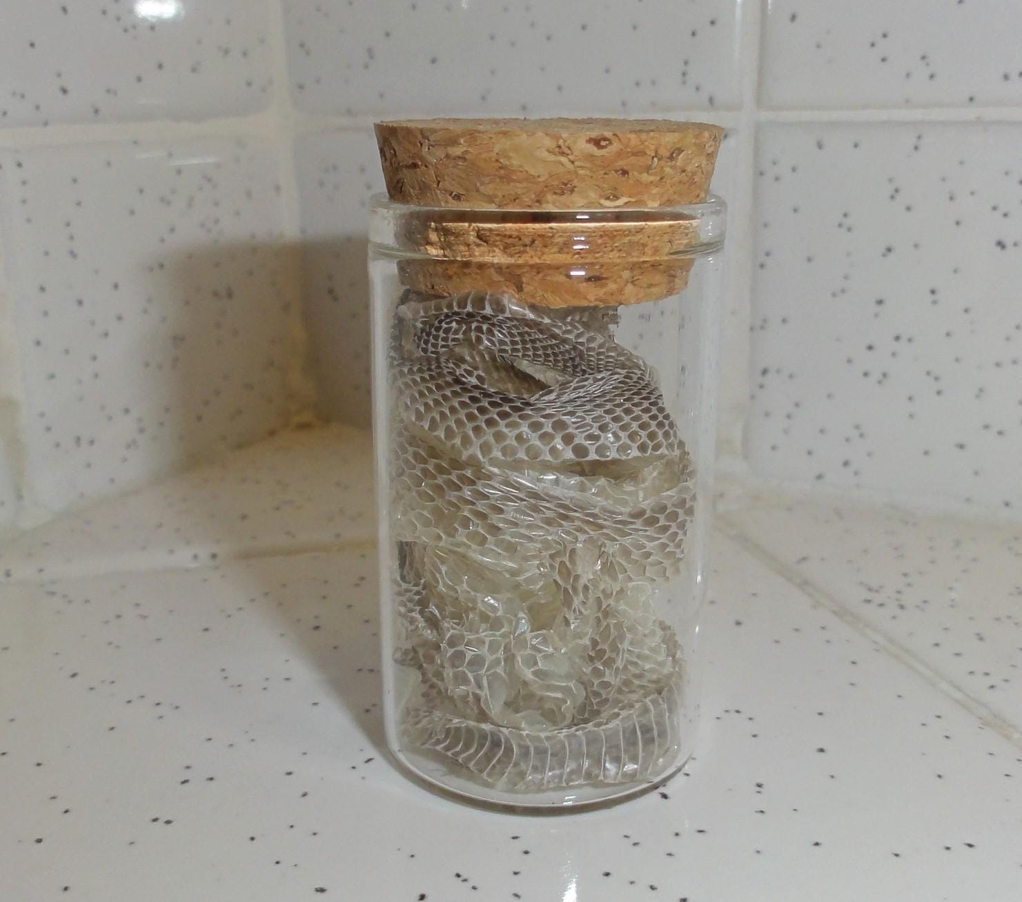 Snake Skin Small Oddity Jar curiosity glass vial reptile goth nature art
