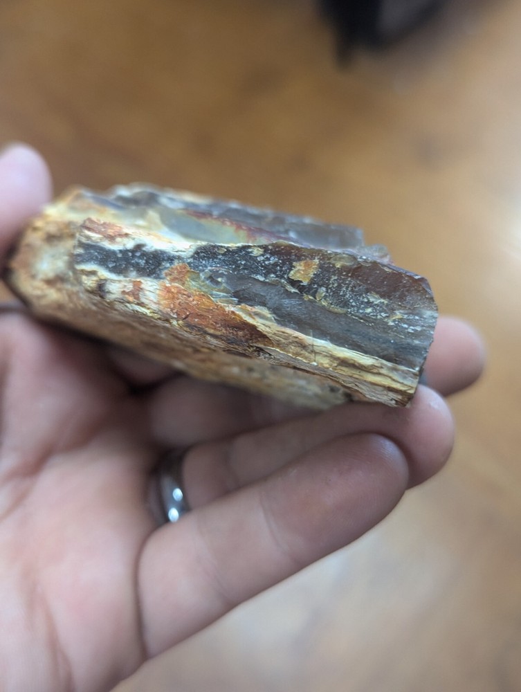 Large Petrified Wood Limb Crystal Cluster