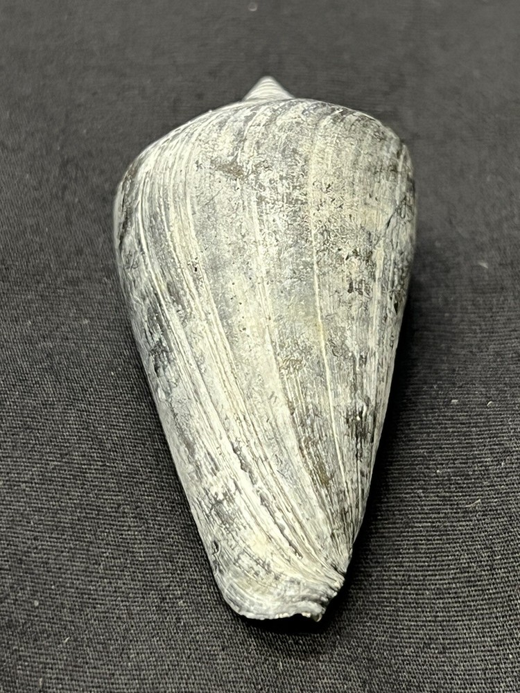 RARE Fossilized CONE Shell From Central Florida - Pliocene Era.