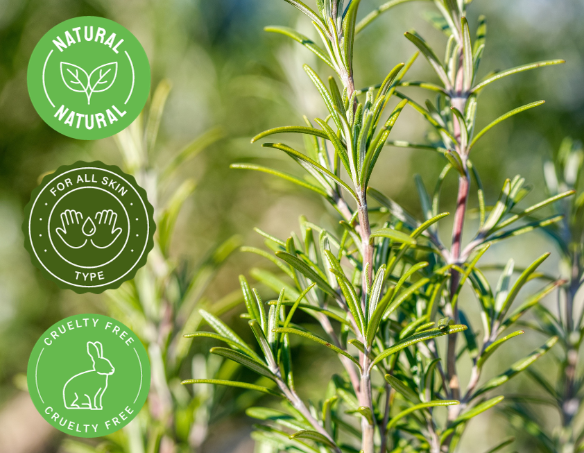 Rosemary Essential Oil 100% Pure Many Sizes FreeShip