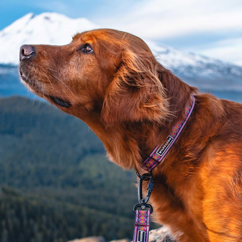 Ultralight Collar Series for Dogs - Medium - Daybreak