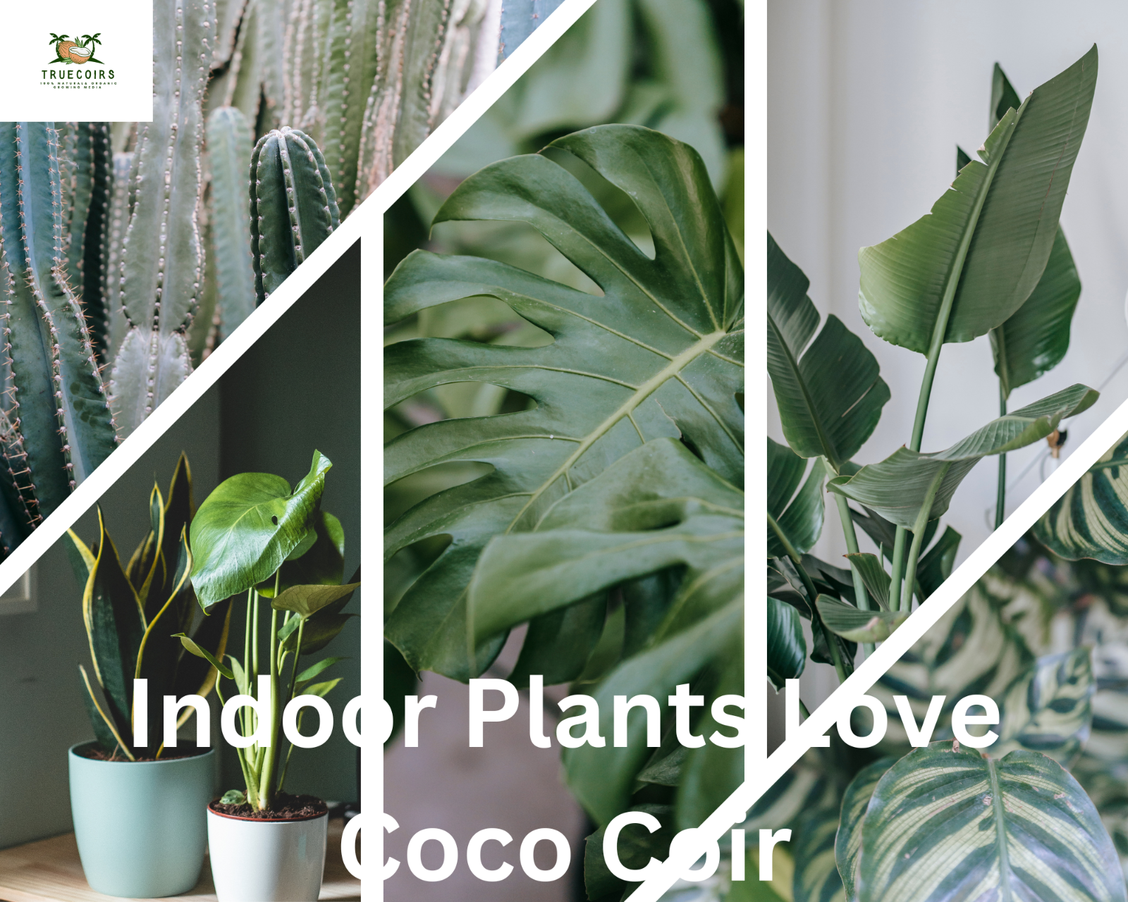 10LB/1.4LB CocoCoir Brick Coconut Fiber Potting Soil Plant Organic Growing Media