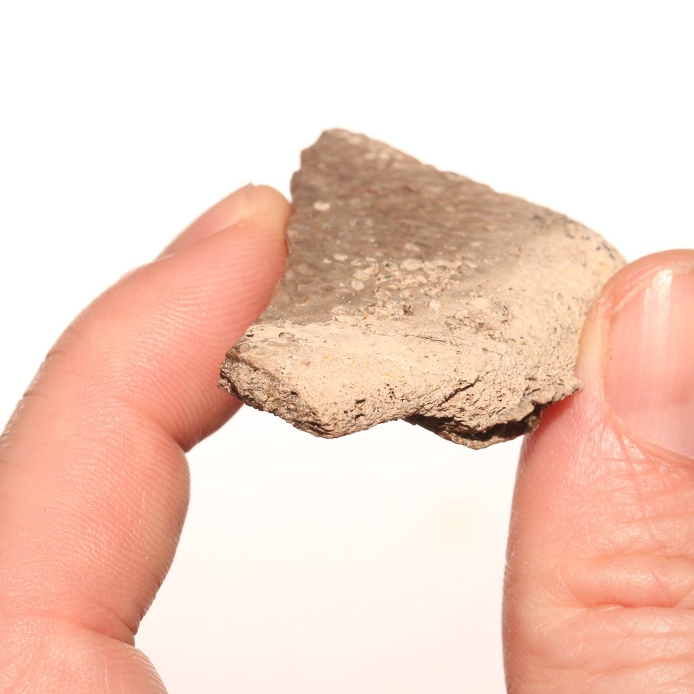 Turtle Shell Piece - Dinosaur Age Specimen - Hell Creek Formation Cretaceous