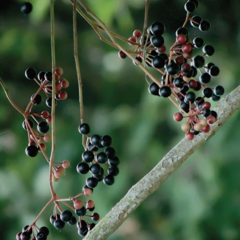 Organic Dried Elderberries - 1lb Bulk - Non-GMO Immune Support