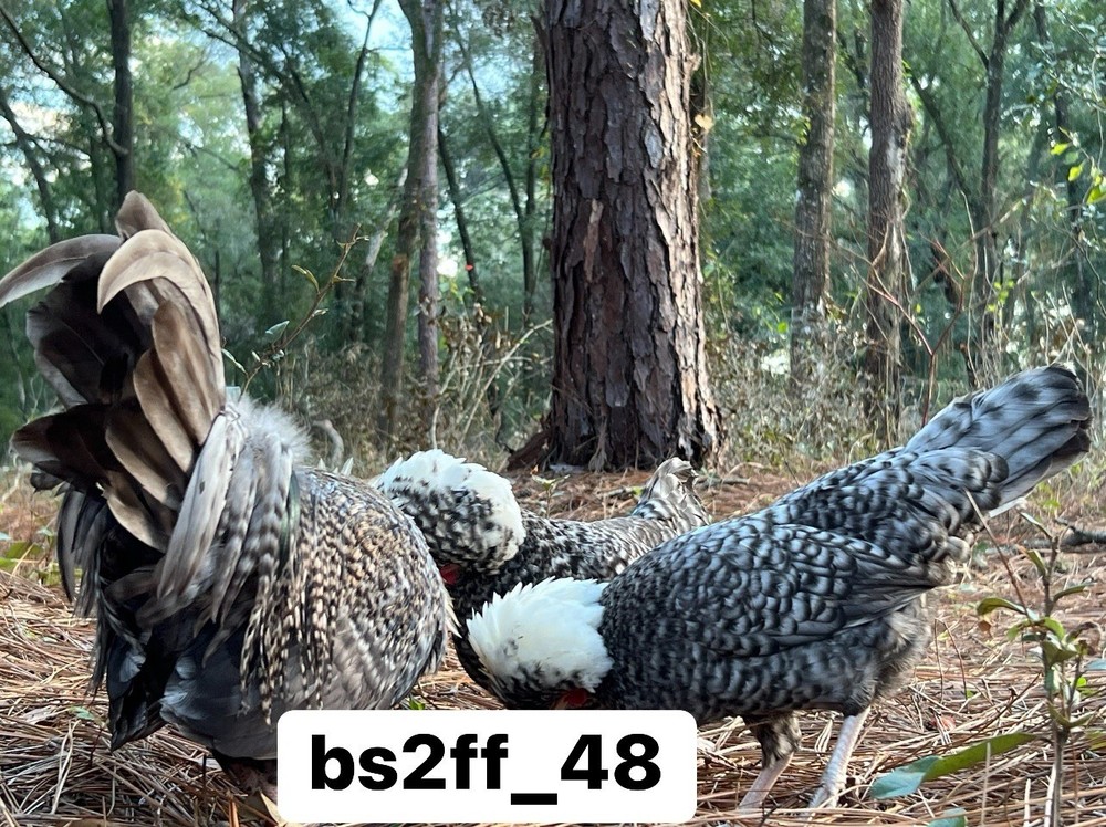 6 Cuckoo Polish Bantam Hatching Eggs (Read Description!!!)