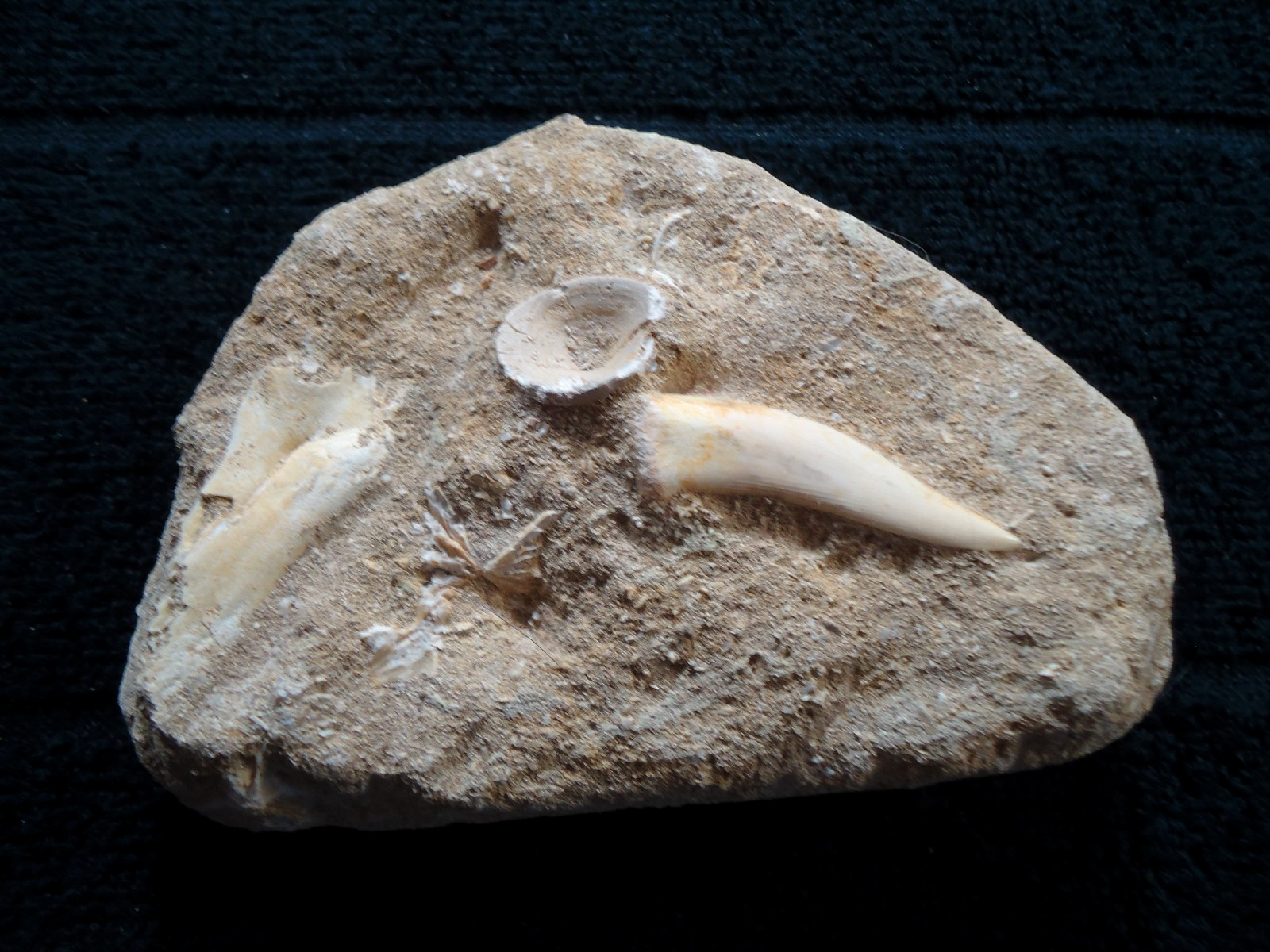 Ancient Prehistoric Shell Bone Tooth Fang Fossil In Sandstone Coast North Africa