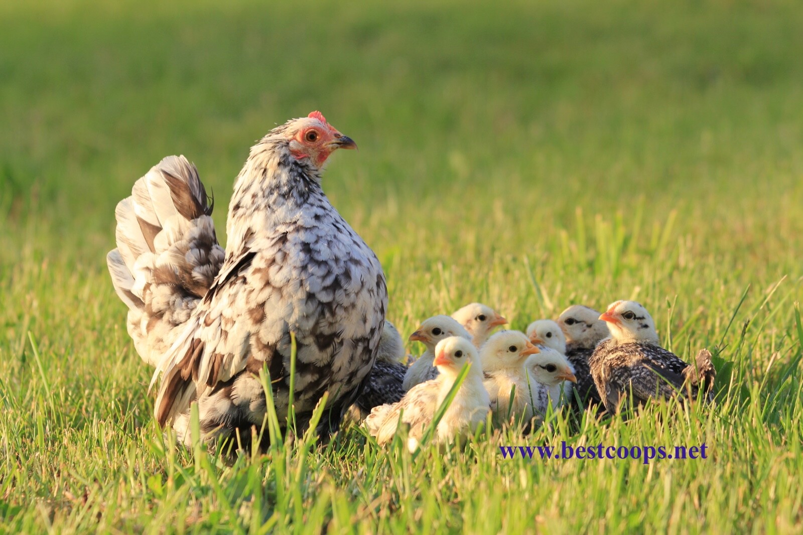 12+ Fertile Show Quality Serama Chicken Hatching Eggs
