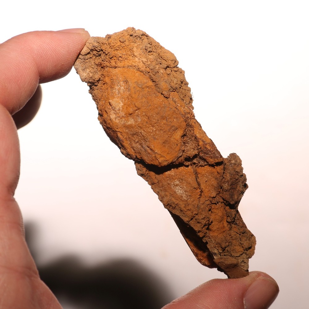 Dino Process Vertebra - Fossil Dinosaur Hell Creek Formation Cretaceous