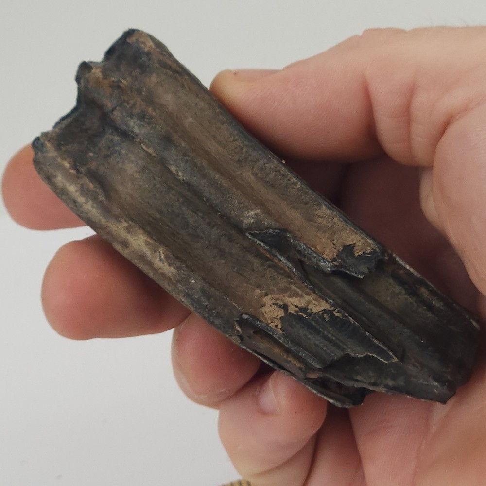 Fossil Horse Molar Tooth - Florida