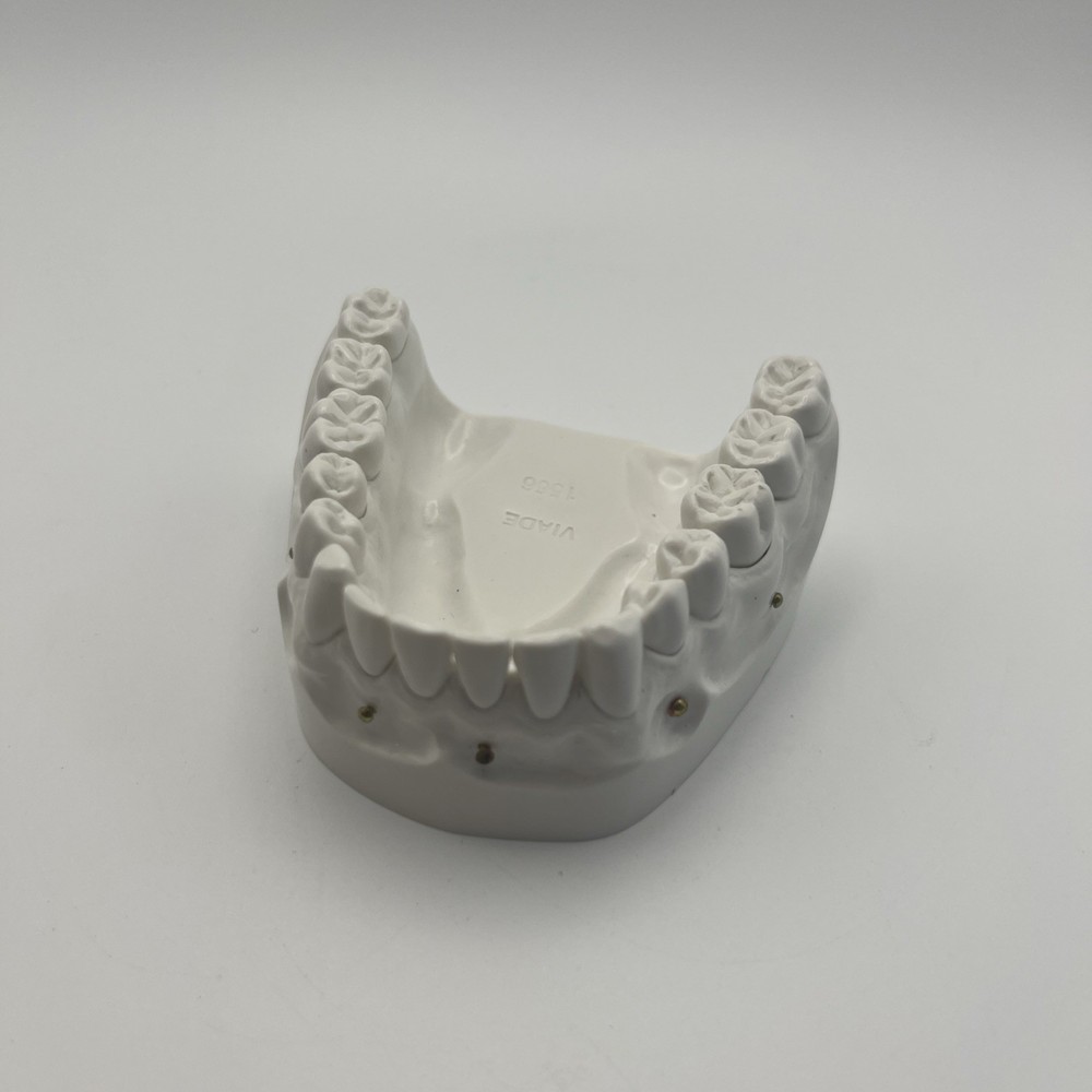 Viade 1566 Dental Anatomy Typodont