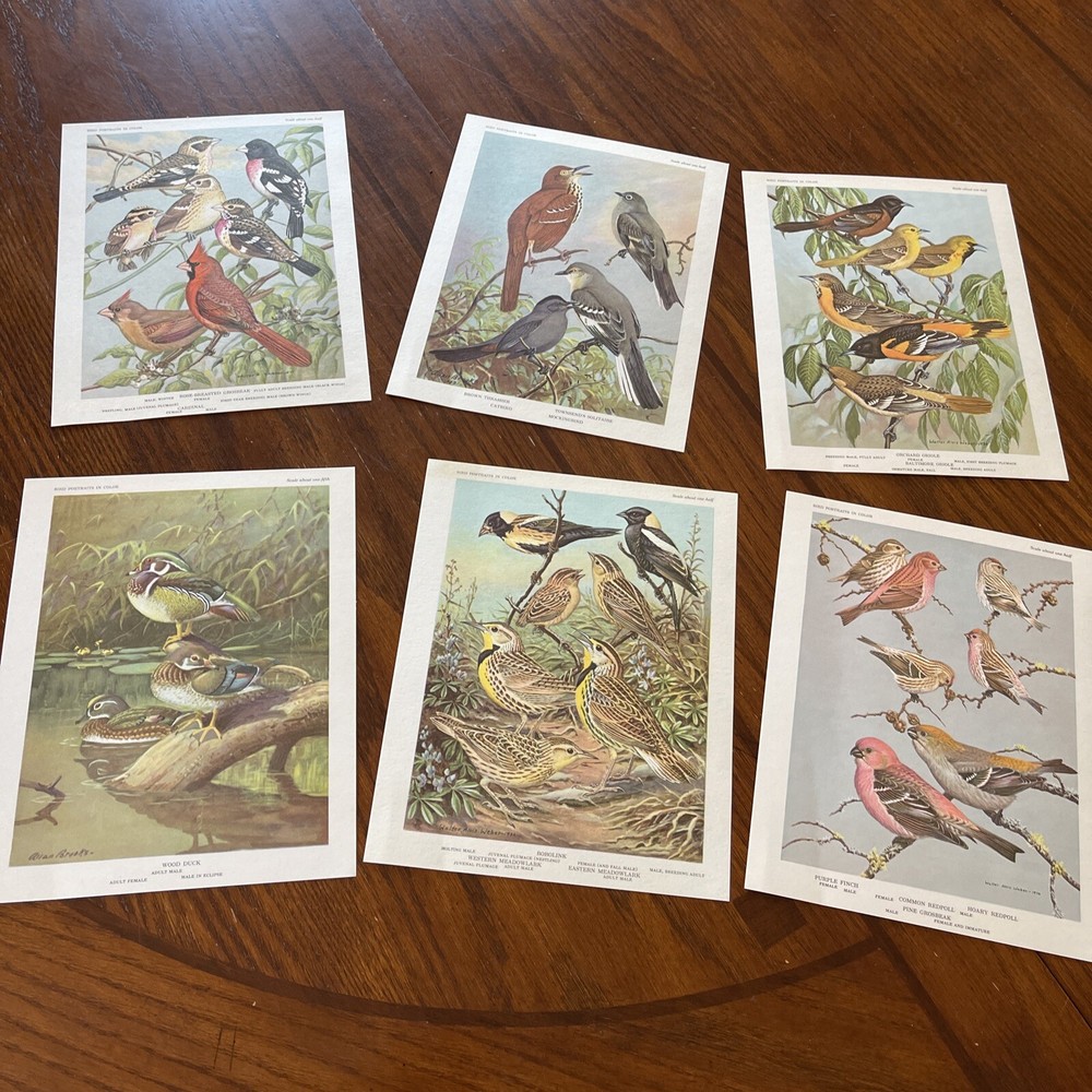 Vintage Bird Prints    Suitable For Framing & Gift Giving