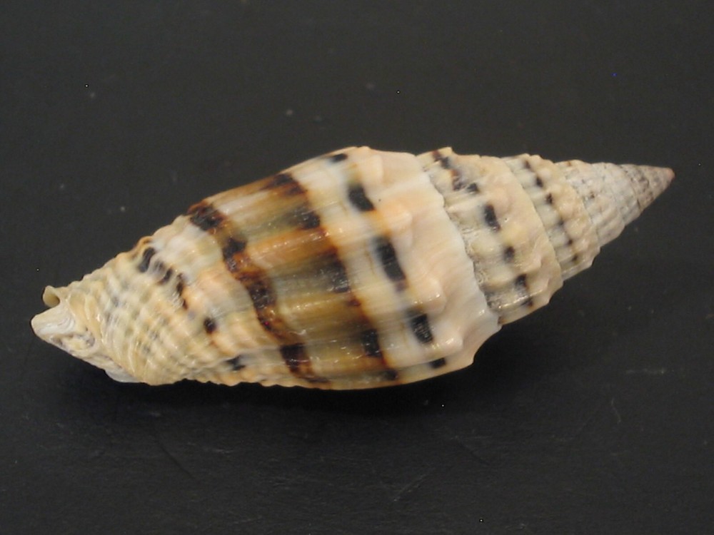 Amazing Pattern...VEXILLUM PLICARIUM~46.8mm~Philippines SEASHELL