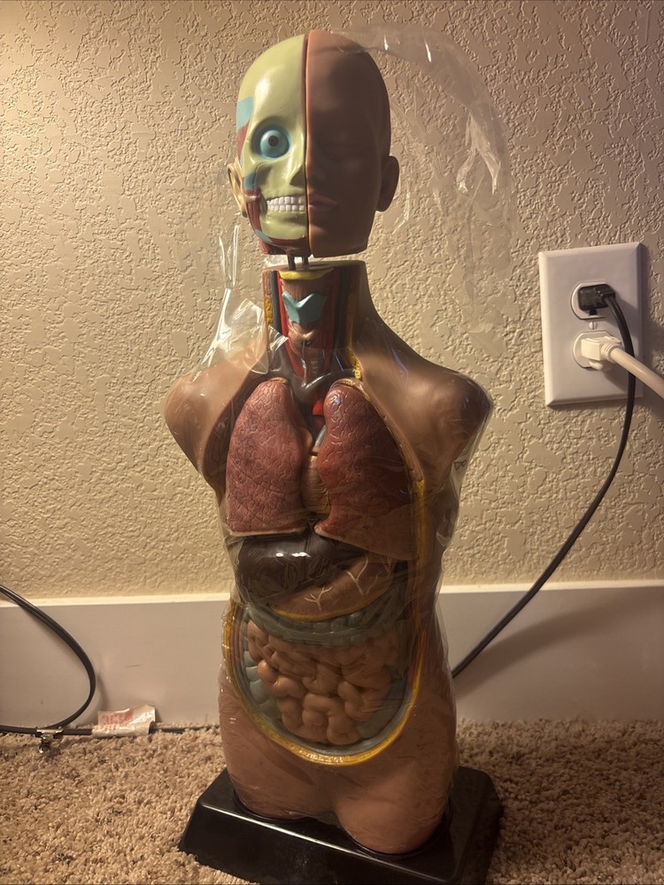 Human Torso Model 50cm