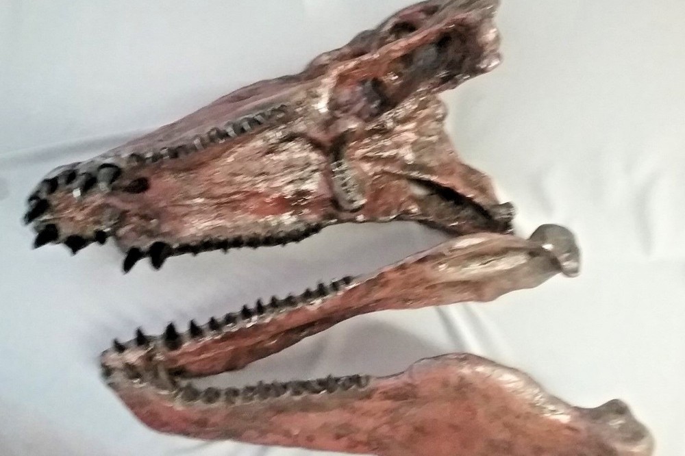 DIMETRODON SKULL REPLICA