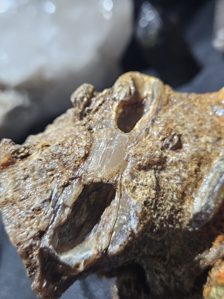 Petrified Limb Specimen Natural Form (10.6oz)