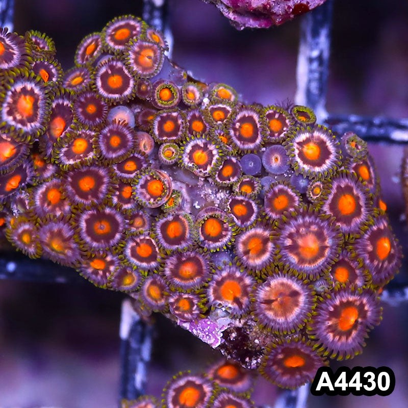 Item#A4430LP4430(S) WYSIWYG Indo Ultra Zoanthid Mini Colony