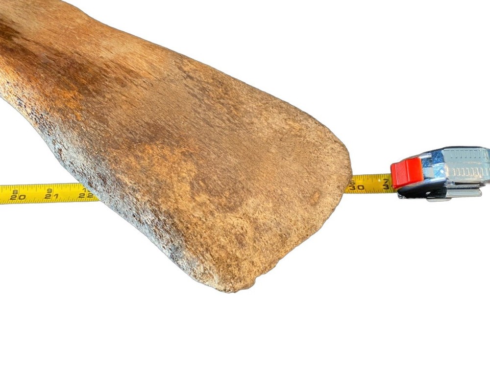 Large, Heavy Fossilized Whale Bone