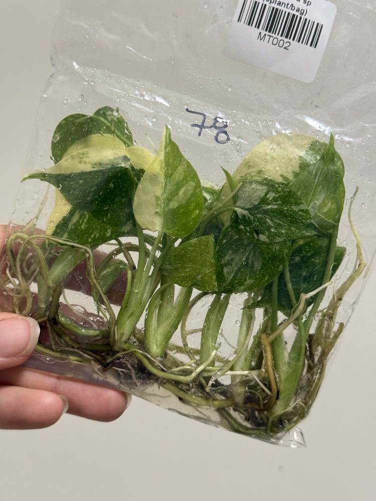 6 Variegated Monstera Thai Constellation TC Bag