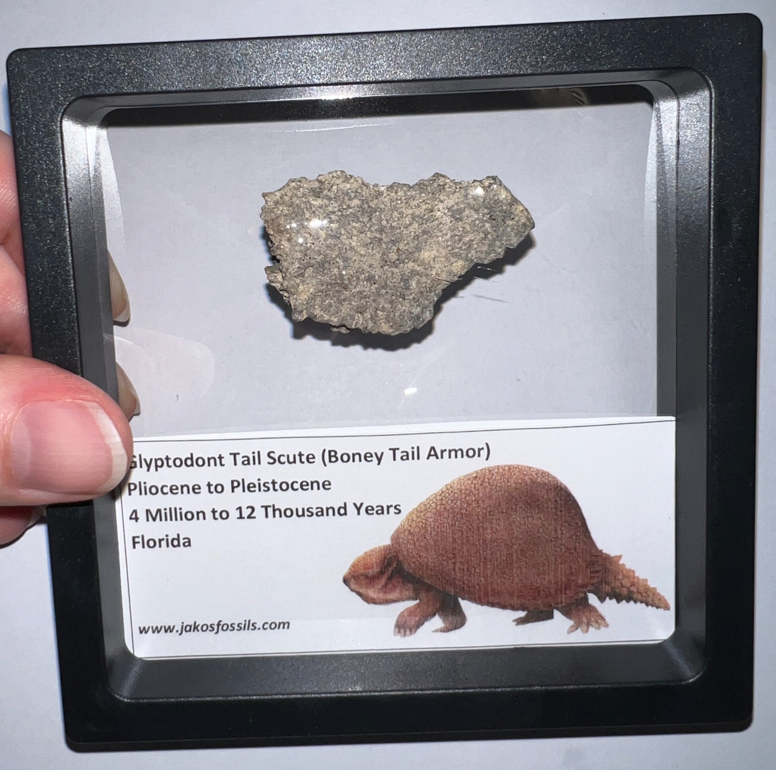 Framed RARE Ice Age Fossil GLYPTODONT Tail Scute Bone Armor Lot! ONE PER ORDER!