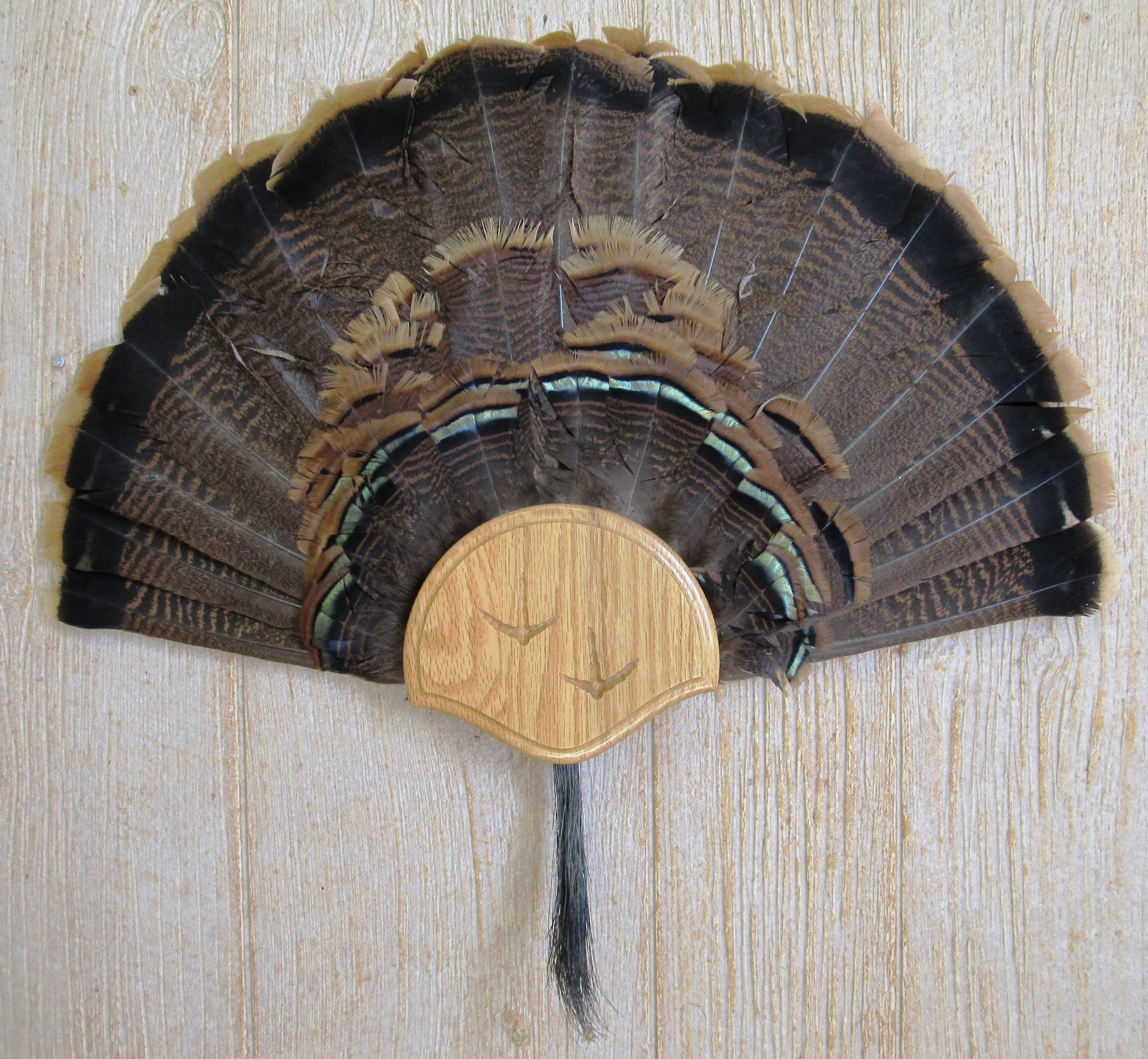 Solid Medium Oak Turkey Fan / Beard Mounting Kit -01 with Carved Tracks