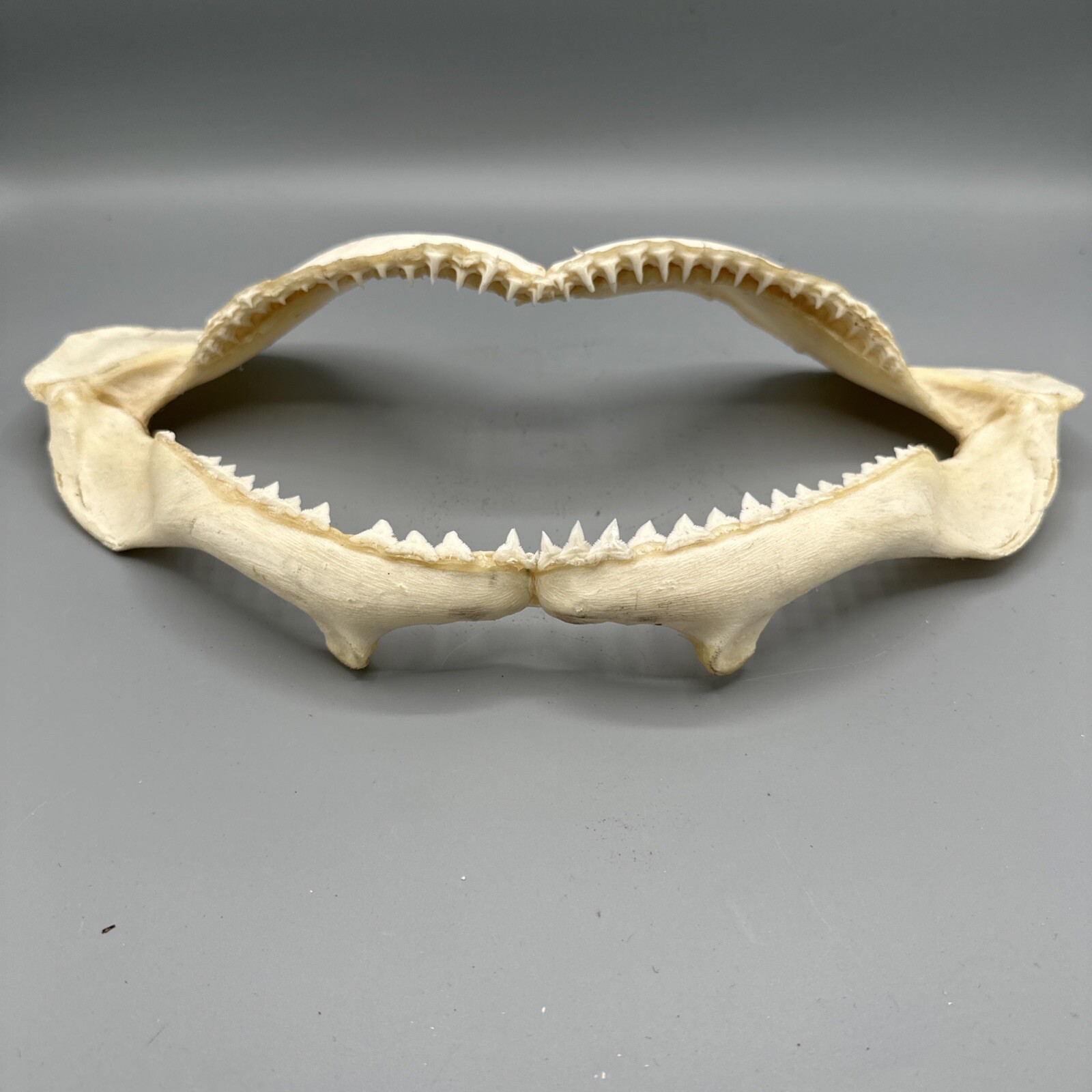 Large Shark Jaw Fossil 🦈